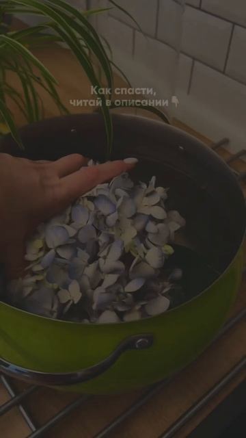 Не выбрасывай цветы, пока не посмотришь это видео! смотреть онлайн