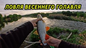 Голавль дуреет от этой проводки! Рыбалка на спиннинг на малых реках