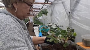 Замена грунта у пеларгонии.