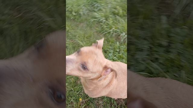 rutube.ru