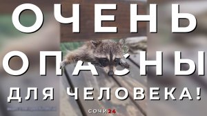 ОСТОРОЖНО, ЕНОТЫ!