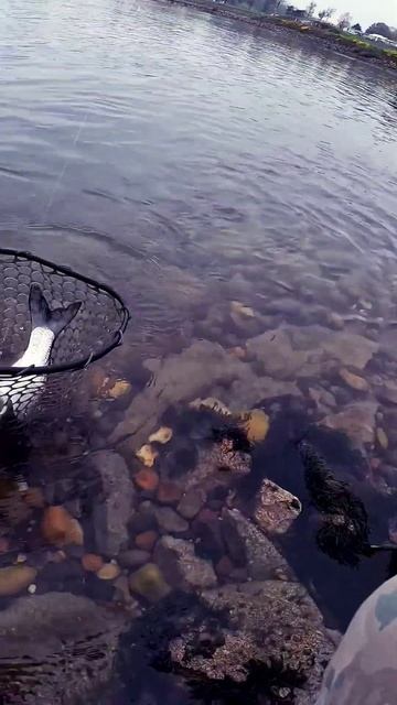 Рыбалка на осеннего хищника! #спиннинг #рыбалка #fishing #sh смотреть онлайн