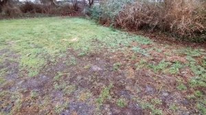 Лесная подстилка как удобрение