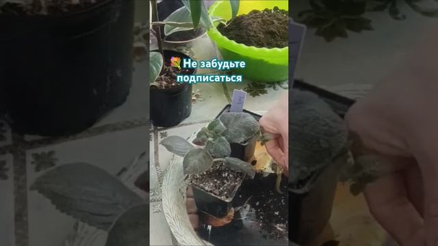 🌱Пересадка Эписций #растения #домашниерастения #дома смотреть онлайн