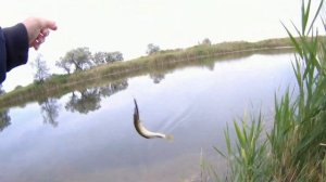 Твичинг воблеров и ловля щуки с берега на малых водоем