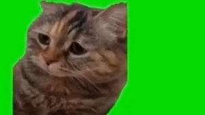 котик грустно мяукает (жмых)