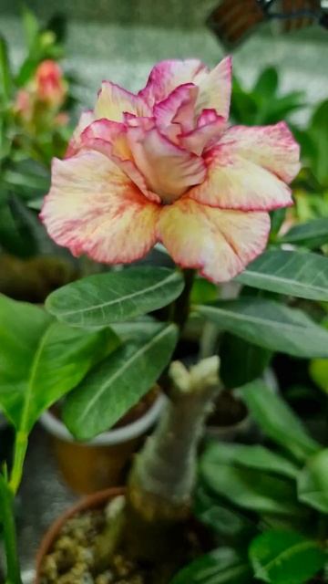 Адениумы на стеллаже 30 09 24 #еленагридина #flowers #maths  #мат?