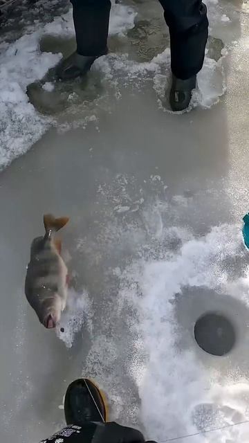 Огромный окунь весом 19 кг