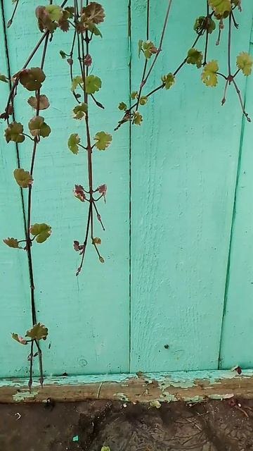 Будра. Вертикальное озеленение. Омск 20.09.2023.