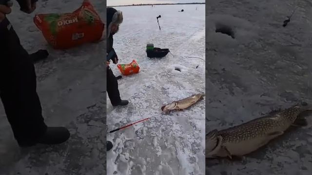 Ладога. Ловили окуня, а получилось как-то так... смотреть онлайн