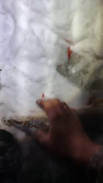 На восьмой поставушке успех #река #icefishing2024 #shortvideo #живе смотреть онлайн