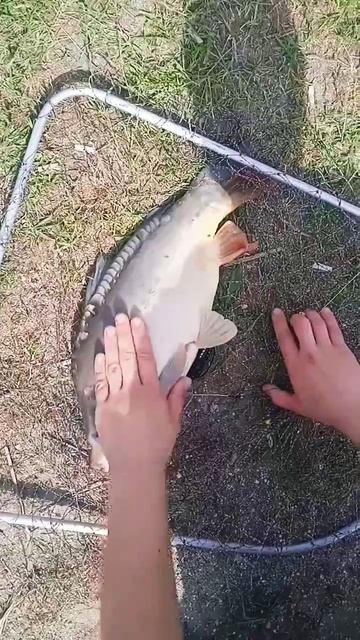 Настоящая РЫБАЛКА без рекламы у нас#subscribe #youtubeshorts #youtube смотреть онлайн