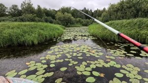 LifeFisher в тайге. 2 серия. Щука жрет лягушку! Река Модлона.