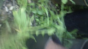 Прополка в саду