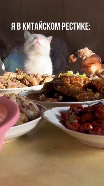 Ну очень вкушна китай китайцы китайскийязык китайский котики кот коты мем мемы котик