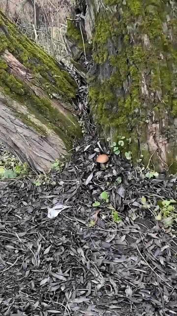 Гриб подстопарик!!!! #carpfishing #лайфхаки #fishing #блогер #смех смотреть онлайн