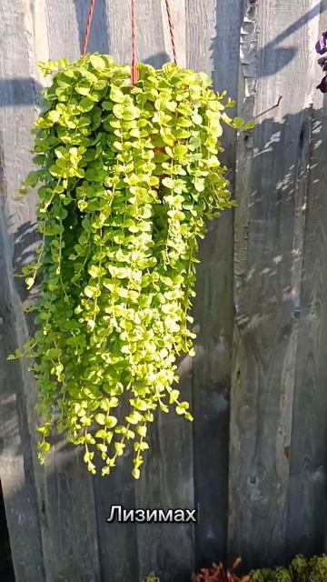 Моя любимица! #дача #сад #цветы #gardening #garden #огород #plants #в смотреть онлайн