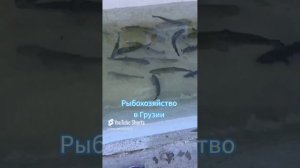 АЙ, ДА РЫБКА! 1000047638.mp4