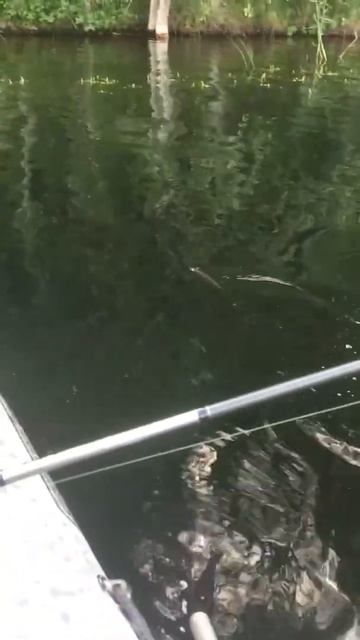 Первый трофей жены на спиннинг! Рыбалка с женой Shorts