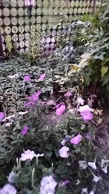 #бабочка#россия#вмиреживотных#животные#деревня