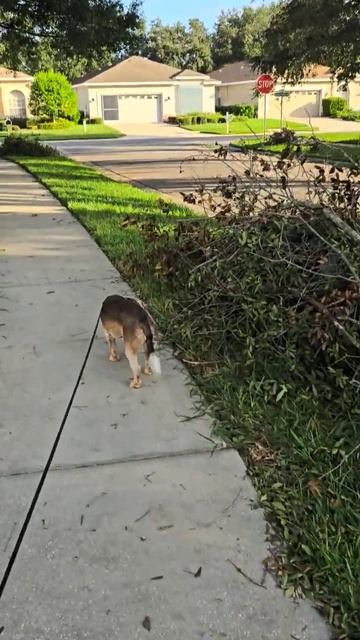 Штрафы за собаку США🇺🇲 #florida #собака #usa #америка #сша # смотреть онлайн