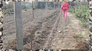 ОСЕННЯЯ ПОСАДКА РЕМОНТАНТНОЙ МАЛИНЫ || осенняя посадк?