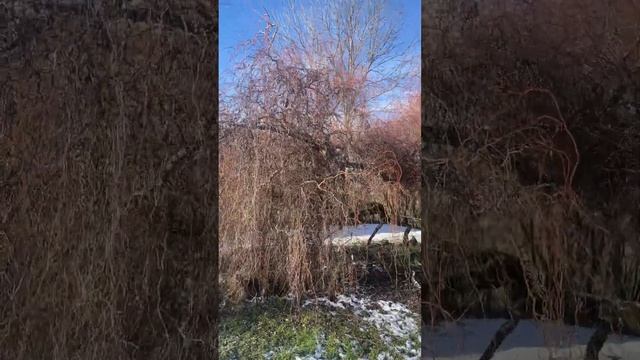 Омолаживающая обрезка ивы извилистой обрезка ива са