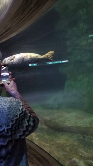 морской котик, тюлень. океонариум смотреть онлайн