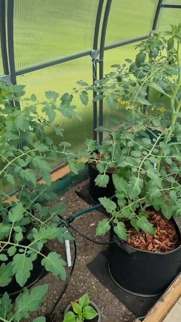 Выращивание овощей в тканевых мешках #выращиваниеово? смотреть онлайн