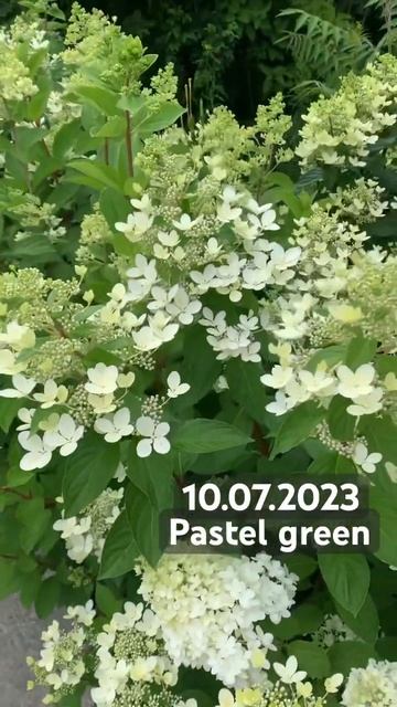 #pastelgreen #hydrangea #садгортензий #hortensia #hydrangeaflower #гортензия # смотреть онлайн