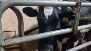 Экоферма «Туймаада». Видеосюжет 4