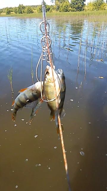 #рыбалка #fishing #спиннинг #улов #fish #окунь #рыба #поймалот? смотреть онлайн