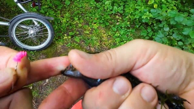 Ловля ротана вприглядку. Пополняем популяцию в домашн