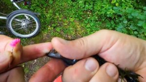 Ловля ротана вприглядку. Пополняем популяцию в домашн