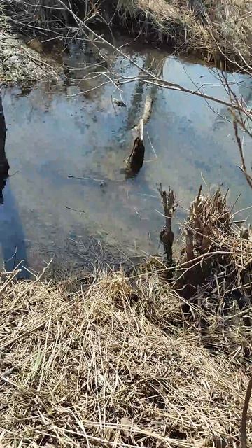 Про косяк рыбы, дубль 2. Конечно, мы ничего не поймали, н смотреть онлайн