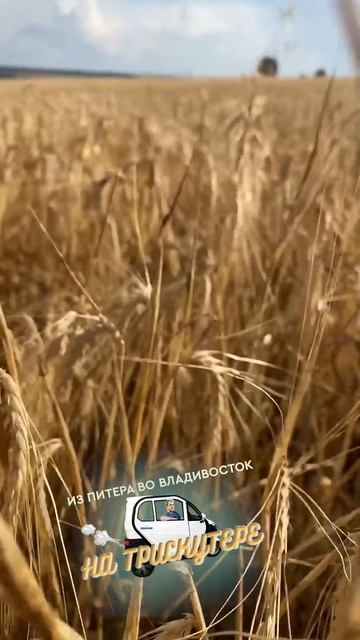 От чего так в России березы шумят | Из Питера во Владив? смотреть онлайн