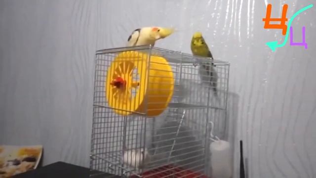 Прикольные хомячки смотреть онлайн