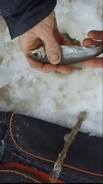 Выдираю рыбу со льда на мормышку каждый раз на зимней ? смотреть онлайн