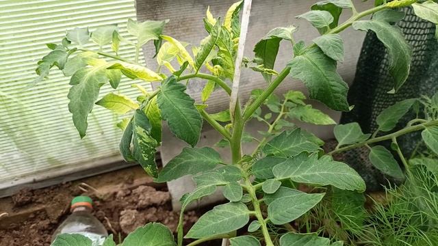 Вариегатность листьев у томатов