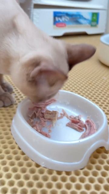 Не песня, а ода! Зал 🏋🏻♀️против еды🍝 А у нас есть ? смотреть онлайн