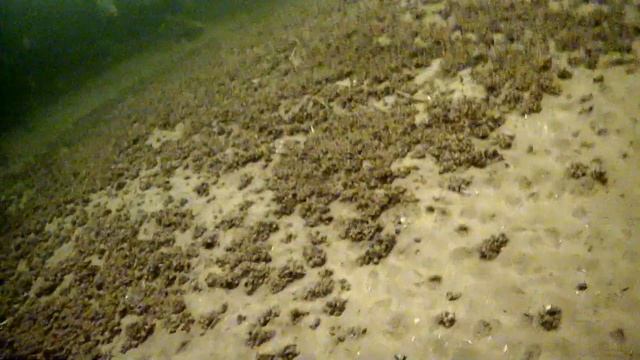 трофейный судак из под леща смотреть онлайн