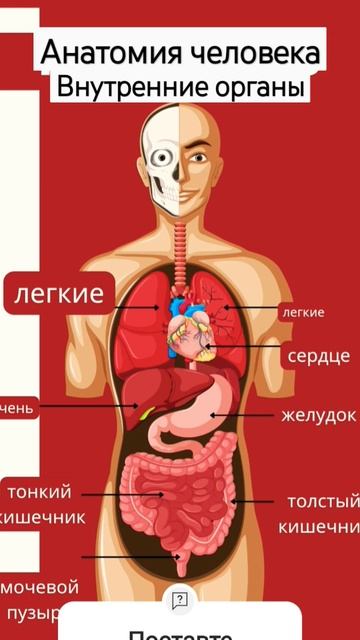 Анатомия человека.Внутрение органы.#анатомия#легкие#с
