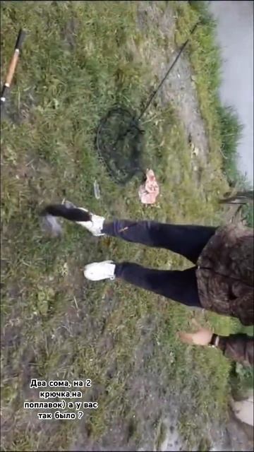ДВА СОМА НА ДВА КРЮЧКА!!! Рыбалка) #рыбалка #сом#fishing смотреть онлайн