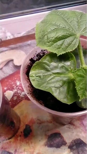 огороду на окне быть, разница между растениями 12дней.В смотреть онлайн