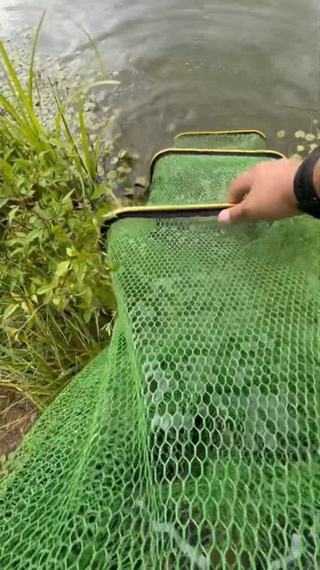 НА ЖАРЁХУ!     #карп #рыбалкавроссии #рыбалка #донки #carp #f смотреть онлайн