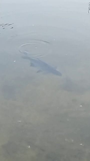 Центральный пляж. Липецк смотреть онлайн