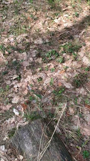 Грибы, которые не ем смотреть онлайн