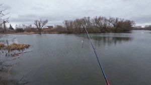 Тест двух версий катушки Shimano Scorpion MD 301 XGLH.