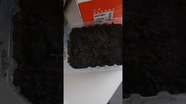 часть 2 показываю березы смотреть онлайн