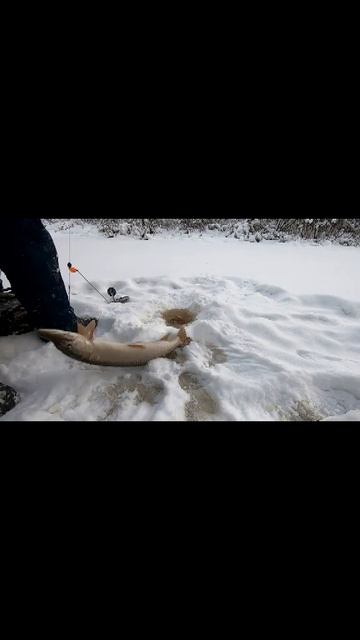 🚩флаг поднялся и на льду 🦈РЫБ🦈 оказался. Щука к ВАМ смотреть онлайн